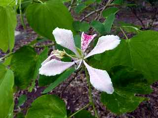 Bauhinia - Fort d'Etang-Sal -