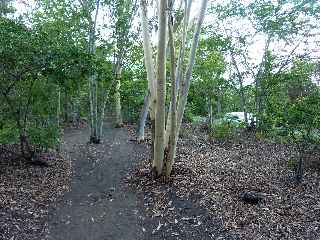 Fort d'Etang-Sal - Eucalyptus