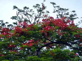 Fort d'Etang-Sal - Flamboyant fleuri