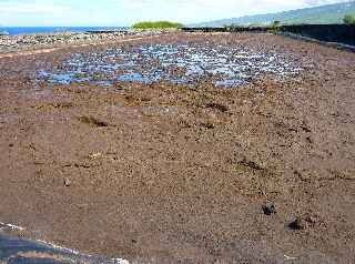 St-Leu - Pointe au Sel - Salines