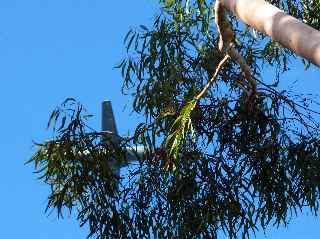 Fort de l'Etang-Sal -  Eucalyptus