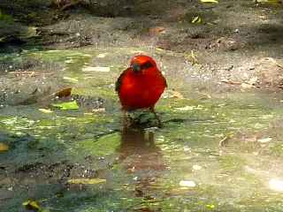 Fort de l'Etang-Sal - Cardinal mle