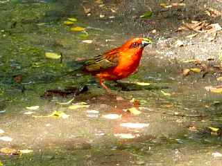 Fort de l'Etang-Sal - Cardinal