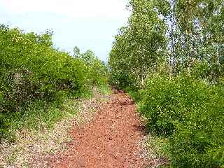 Fort de l'Etang-Sal - Eucalyptus du Gros Piton