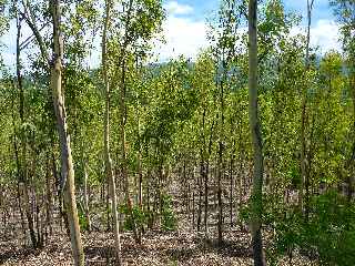 Fort de l'Etang-Sal -  Plantations d'eucalyptus