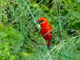 Forêt de l'Etang-Salé - Vers la ravine Mulla  -  Cardinal mâle