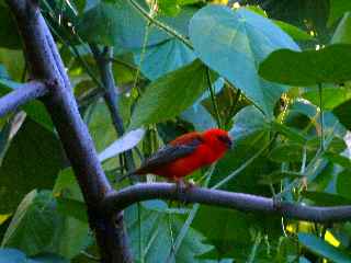 Forêt de l'Etang-Salé - Vers la ravine Mulla  -  Cardinal mâle