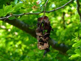 Fort de l'Etang-Sal -  Fruit du tamarin d'Inde (de laine)