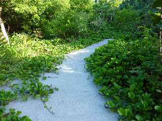 Fort de l'Etang-Sal -  Sentier btonn