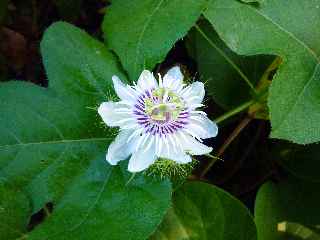 Fort de l'Etang-Sal -  Fleur de grenadille -