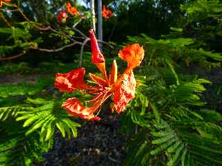 Fort de l'Etang-Sal -  Fleur de flamboyant