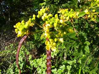 Fort de l'Etang-Sal -  Cytise en fleurs