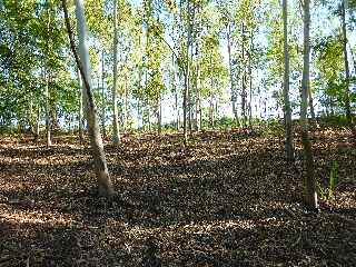 Fort de l'Etang-Sal -  Plantation d'eucalyptus