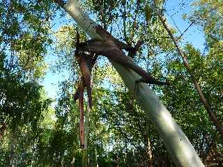 Fort de l'Etang-Sal -  Eucalyptus