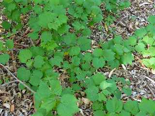 Fort de l'Etang-Sal -  Cotonniers ?