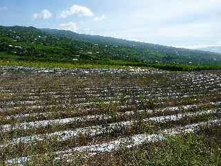 Cultures en bordure de la fort de l'Etang-Sal -