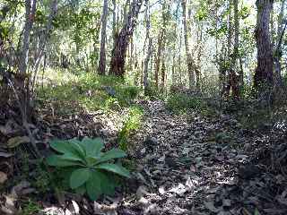 Sentier vers le Cap Bouteille