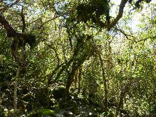 Forêt du Cap Bouteille