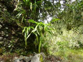 Source Cap Bouteille - Canne marrron