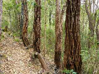 Sentier Cap Bouteille - Encalyptus