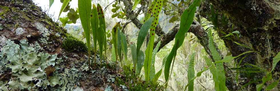 Sentier Cap Bouteille - Fougres