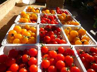 March forain de St-Pierre - Tomates -cerise