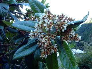 Grand Galet - Bibassier en fleurs