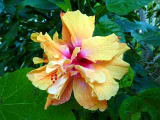 Grand Galet - Fleur d'hibiscus