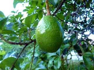 Grand Galet, avocatier