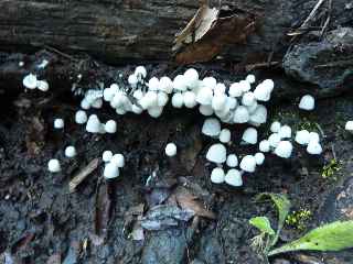 Champignons - Grand Galet