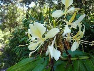 Fleurs de longoses