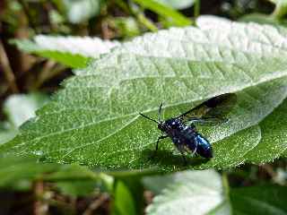 Mouche bleue - Grand Pays