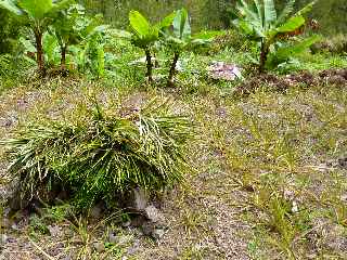 Plantation de rejets d'ananas - Cap Blanc