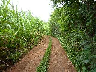 Chemin de cannes vers la Petite le