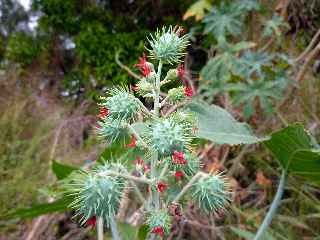 Tantan en fleurs (ricin)