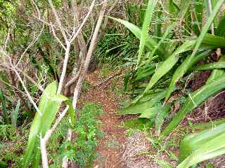 La Petite le (Runion) - Sentier de descente en pied de falaise