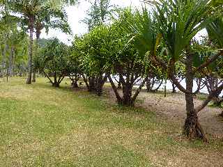 Plage de Grande Anse - Vacoas