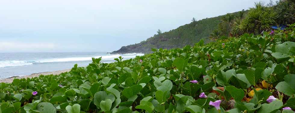 Plage de Grande Anse - Patate  Durand