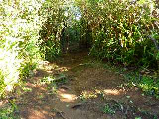 Jacques Payet - Sentier vers le volcan