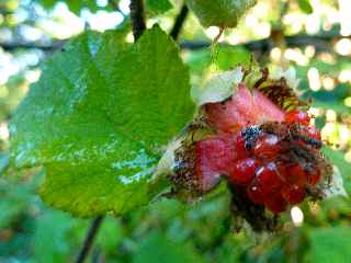 Jacques Payet - Raisin marron