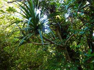 Fort de Jacques Payet - Pandanus montanus