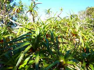 Fort de Jacques Payet - Pandanus montanus