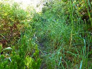 Fort de Jacques Payet - Sentier envahi par les herbes