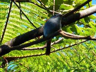 Z'oiseau la vierge - Piton Lard