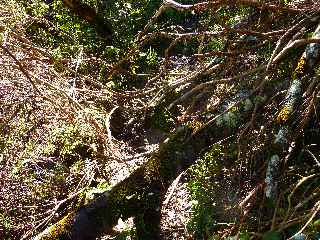 Piton Lard - Arbre tomb en travers du sentier