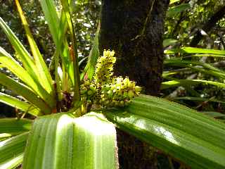 Piton Lard - Ananas marron en fleurs