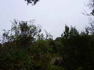 Forêt Jacques Payet - Nord du Piton Lardé