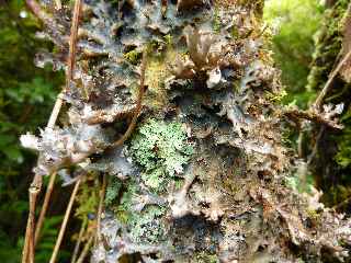 Fort Jacques Payet - Lichens