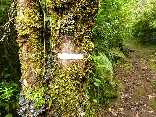 Forêt Jacques Payet - Mousses et fougères