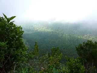 Forêt de Basse Vallée